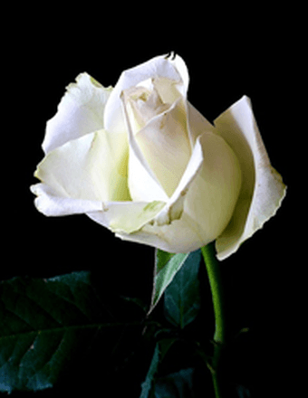 Alice McCanless Obituary
